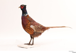 Whole Body Pheasant Animal photo references